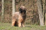 BRIARD 065